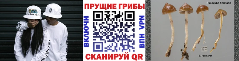 как найти Гай МЕГА ТОР Псилоцибиновые грибы Psilocybine cubensis